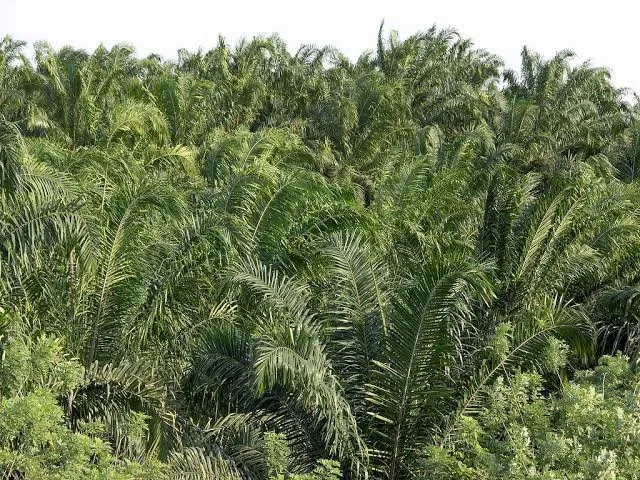 La palma africana somete a Honduras y Guatemala